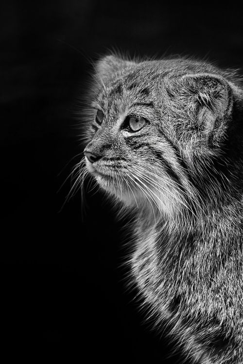 Wildcat, Zoologijos Sodas, Pallas Kačių, Juoda Ir Balta, Katė, Kačių, Portretas, Gyvūnas