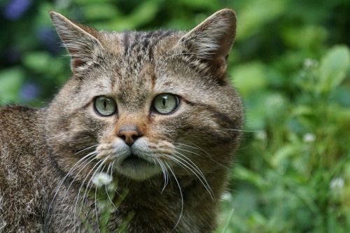 Wildcat, Miško Katė, Plėšrūnas, Europietis, Apsaugotas, Felis Silvestris, Laukinės Gamtos Fotografija