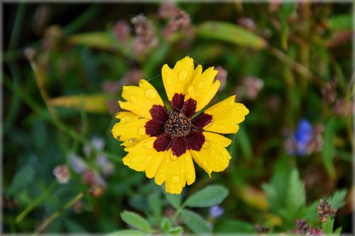 Gėlės,  Augalai,  Gamta,  Žydėti,  Wildflowers 1