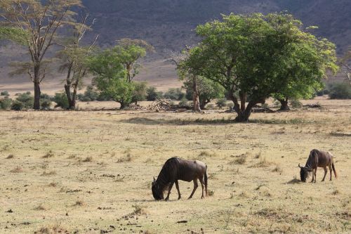 Wildebeest, Safari, Tanzanija, Antilopė, Afrika, Gamta