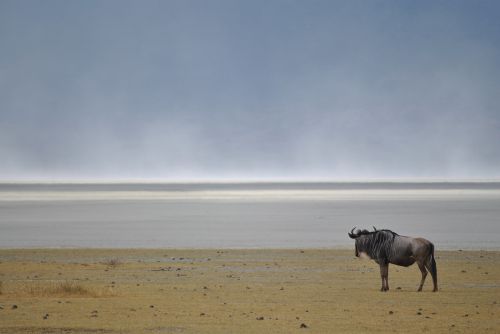 Wildebeest, Gnu, Laukinis Gyvūnas, Nacionalinis Parkas, Afrika, Ngorongoro, Tanzanija