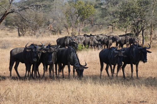 Wildebeest, Afrika, Safari, Gyvūnas, Dykuma, Laukinė Gamta, Žaidimas, Bandas, Laukiniai, Pietų Afrika