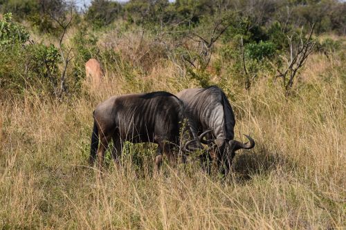 Wildebeest, Pietų Afrika, Didelis 5, Gyvūnas, Išsaugojimas, Fauna, Ragai, Žinduolis, Natūralus, Gamta, Dykuma, Laukinė Gamta, Žaidimas, Žolėdis