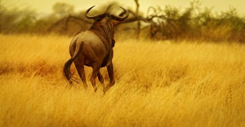 Wildebeest, Gnu, Rezervas, Laukinė Gamta, Savana, Bėgimas, Afrika