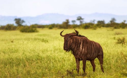 Wildebeest, Savana, Parkas, Nacionalinis, Afrika, Laukinė Gamta