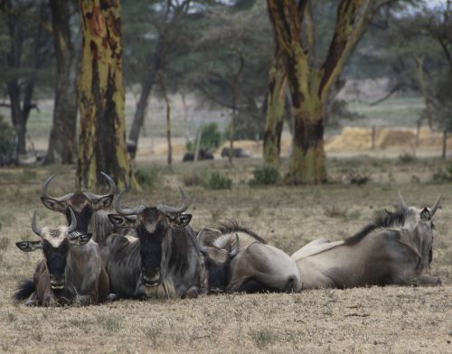 Wildebeest, Kenya, Naivasha, Safari