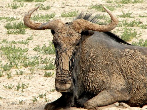 Wildebeest, Žinduolis, Laukinė Gamta, Afrika, Parkas, Safari, Gamta, Žolėdis, Dykuma, Kgalagadi, Lauke, Gyvūnas, Pietų Afrika