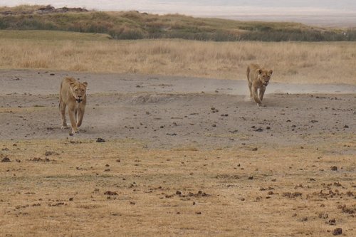 Dykuma,  Tigras,  Safari,  Didelė Katė,  Predator,  Pietų Afrika,  Wildcat,  Serengeti Parkas,  Lauko,  Mėsėdžiai,  Laukinis Gyvūnas,  Gyvūnijos Pasaulyje,  Parkas