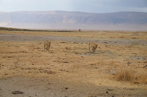 Dykuma,  Tigras,  Safari,  Didelė Katė,  Predator,  Wildcat,  Lauko,  Serengeti Parkas,  Pietų Afrika,  Mėsėdžiai,  Laukinis Gyvūnas