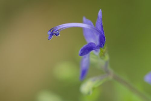 Wildflower, Mėlynas, Rugpjūtis