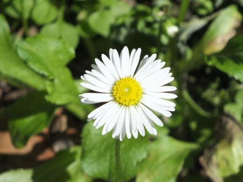 Wildflower, Rozės, Gamta, Pavasaris