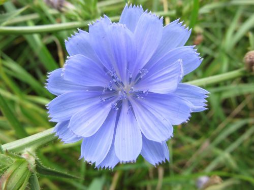 Wildflower, Cikorija, Mėlynas, Žiedas, Gėlė, Pieva, Cichorium Intybus