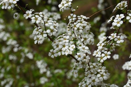 Wildflower, Balta, Augalai, Gėlių Medis, Neryškus, Grožis, Krūmas, Baltas Žiedas, Pavasaris