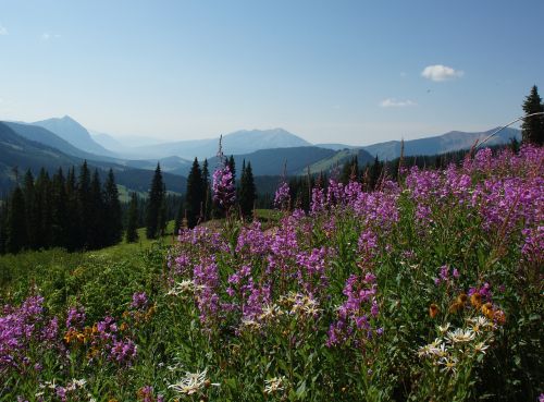 Wildflower, Violetinė, Kalnas, Dangus, Kraštovaizdis, Colorado, Lauke, Vasara