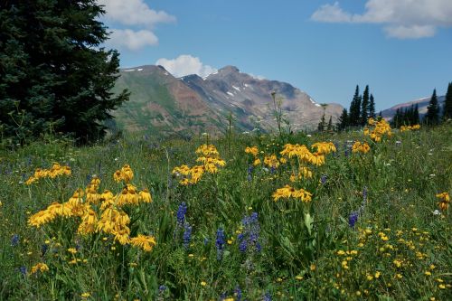 Wildflower, Kalnas, Kraštovaizdis, Geltona, Gamta, Vasara, Dykuma, Dangus, Colorado