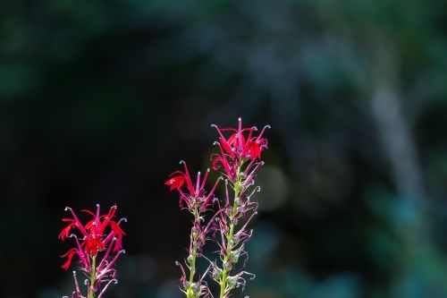 Wildflower, Gamta, Raudona
