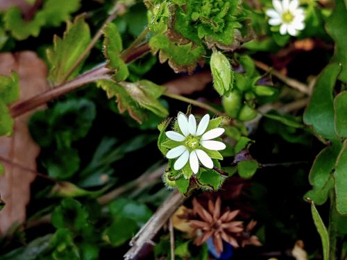 Wildflower, Chickweed, Geležies Liepsna, Pavasario Gėlės, Jeonju