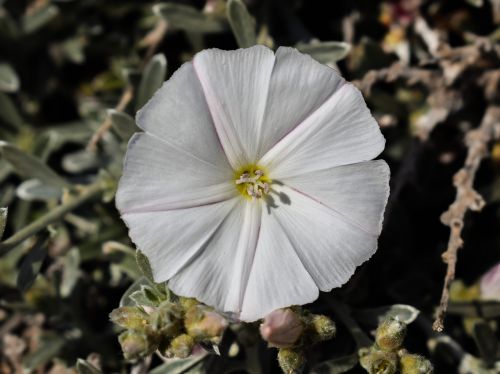 Wildflower, Balta, Gėlė, Gamta, Pavasaris, Žydėti, Žiedlapis, Žiedas, Žydi, Flora, Kipras
