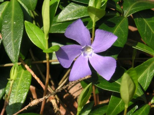 Wildflower, Gėlė, Periwinkle Gėlė, Violetine Vinca, Vinca Major, Gėlių, Augalas, Natūralus, Žiedas, Žydėti, Žiedlapis, Botanikos, Ekologiškas, Stiebas, Botanika, Žolė, Žemdirbystė, Lauke, Aplinka, Lapai, Sodininkystė, Augmenija