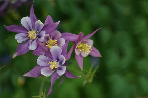 Wildflower, Violetinė, Kolumbinas, Žydėti, Gamta, Augalas, Gėlė, Colorado