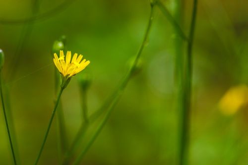 Wildflower, Geltona, Žalias, Gamta, Vasaros Gėlė