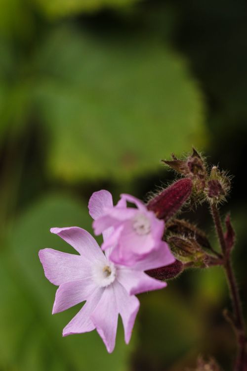 Wildflower, Vasaros Gėlė, Makro