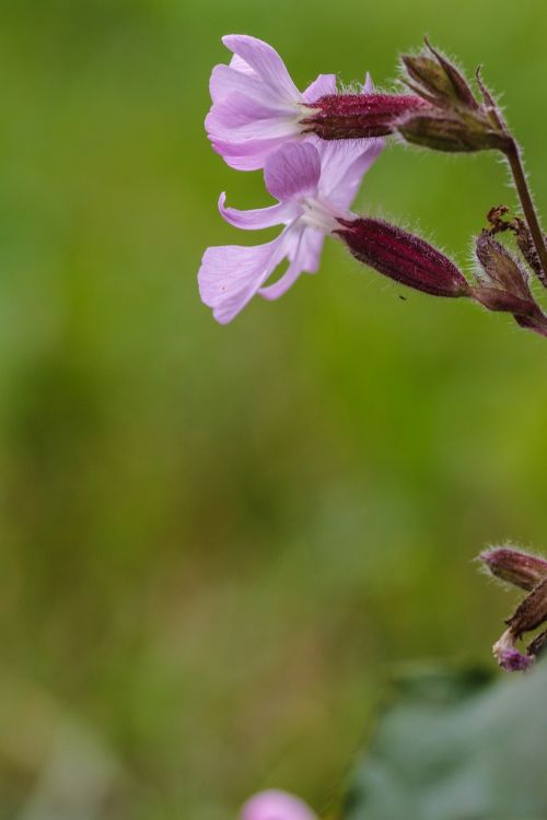 Wildflower, Vasaros Gėlė, Makro