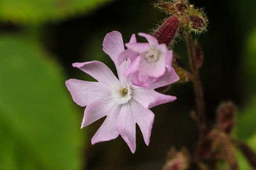 Wildflower, Vasaros Gėlė, Makro
