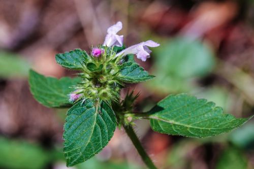 Wildflower, Gamta, Makro, Žalias