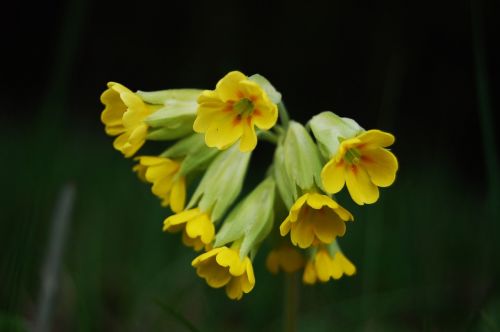Wildflower, Primozė, Pavasaris