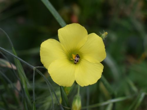 Wildflower,  Gamta,  Flora,  Pavasaris,  Žydi,  Vabzdys,  Vabalas,  Kipras,  Be Honoraro Mokesčio