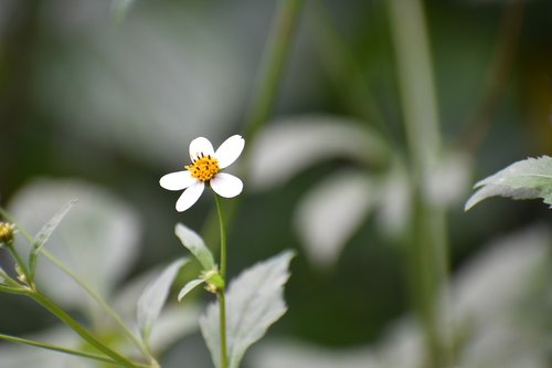 Wildflower,  O,  Gražus