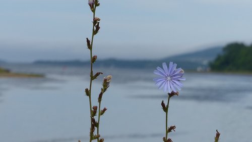 Wildflower,  Mėlyna Gėlė,  Cikorijos,  Vandenynas
