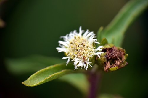 Wildflower,  Makro Fotografija,  Balta Gėlė