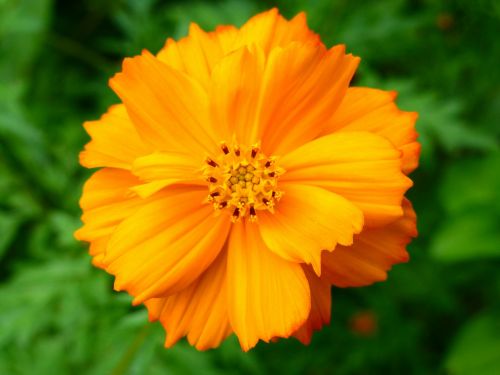 Wildflower, Gėlė, Oranžinė, Žydėti, Iš Arti, Žiedas