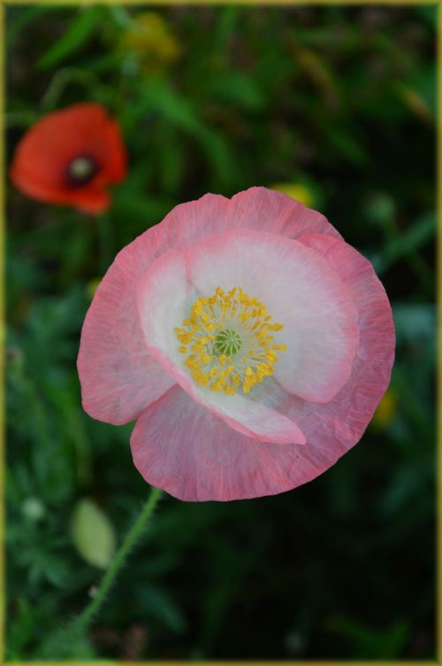 Gėlė,  Gamta,  Žydėti,  Wildflower