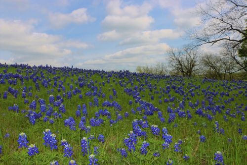 Laukinės Vasaros Spalvos, Bluebonnets, Texas, Pavasaris, Laukas, Pavasaris, Sezonas, Lauke