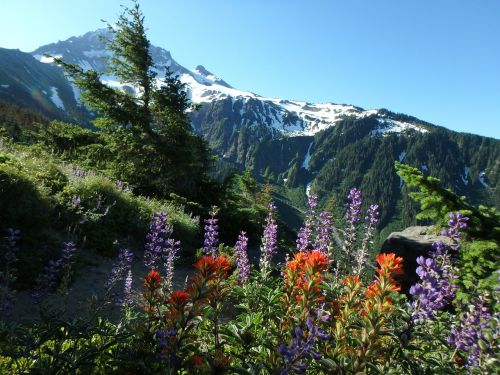 Laukinės Vasaros Spalvos, Alpių, Dykuma, Gamta, Kalnai