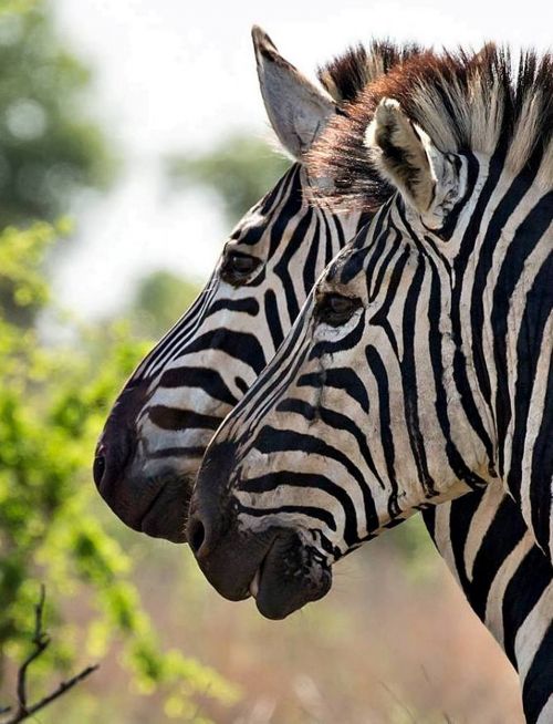 Laukinė Gamta, Afrika, Zebra, Savanna