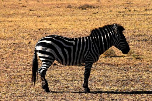 Laukinė Gamta, Zebra, Tanzanija, Gamta, Afrika, Gyvūnas, Safari, Laukiniai, Žinduolis, Nacionalinis, Parkas, Savanna, Kraštovaizdis, Natūralus, Rezervas