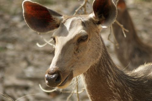 Laukinė Gamta, Indija, Ranthambore Nacionalinis Parkas, Tigro Safari
