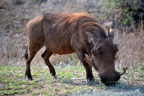 Warthog, Kruger Parkas, Pietų Afrika