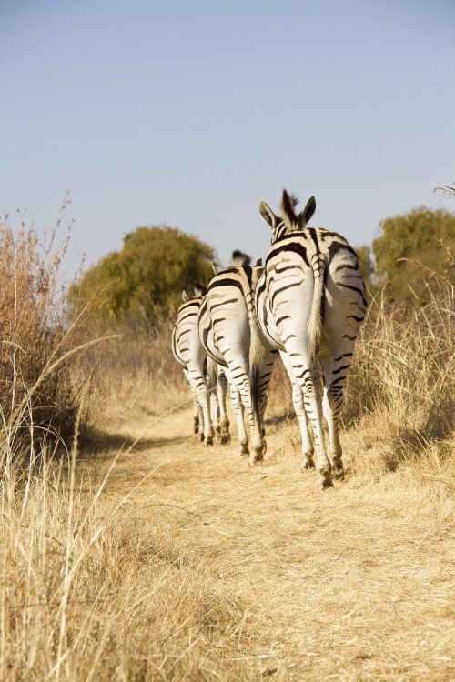 Laukinė Gamta, Afrika, Zebra