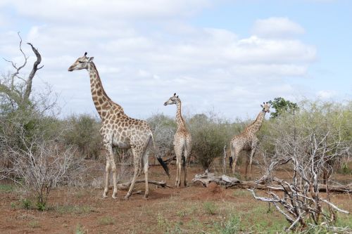 Laukinė Gamta, Žirafa, Gyvūnas, Laukiniai, Kruger, Afrikos, Gamta, Sausra, Safari, Pietų Afrika