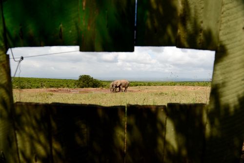 Laukinė Gamta, Afrika, Safari, Dramblys, Gamta, Kelionė, Žinduolis, Į Pietus, Turizmas, Laukiniai