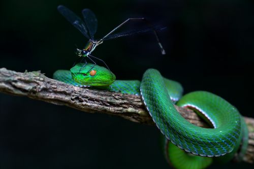 Laukinė Gamta, Gyvatės Įrašas, Atspalvis, Vietnamas