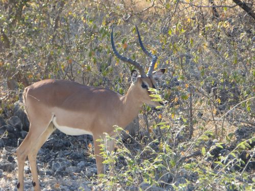 Laukinė Gamta, Antilopės Impala, Namibija
