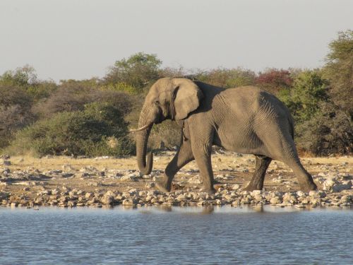 Laukinė Gamta, Dramblys, Namibija