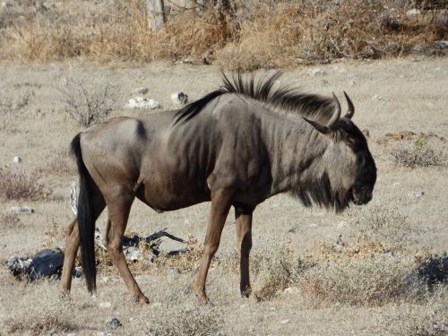 Laukinė Gamta, Wildebeest, Namibija