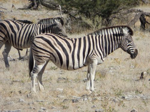 Laukinė Gamta, Zebras, Namibija